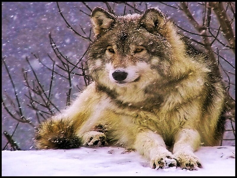 Wolf in Snow — White, Calm, Winter, Photograph, Branches