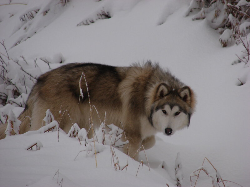 Wolf in Snow — White, Calm, Winter, Photograph, Brush