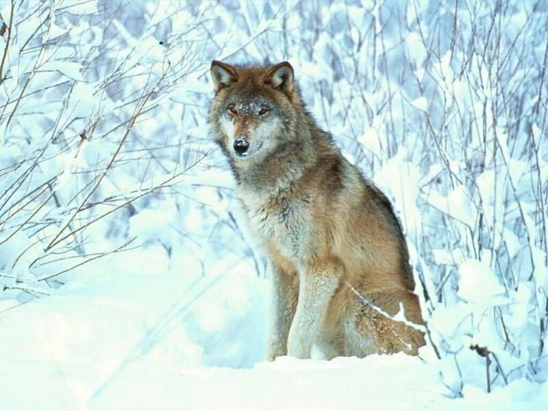 Wolf in Snow — White, Calm, Winter, Photograph, Bushes, Forest