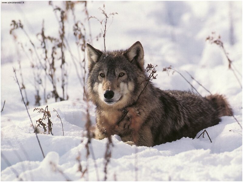 Wolf in Snow — White, Calm, Winter, Photograph, Dry Plants