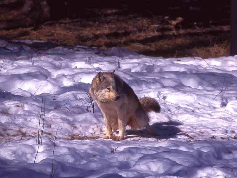 Wolf in Snow — White, Calm, Winter, Photograph, Forest, Grass