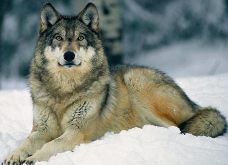 Wolf in Snow — White, Calm, Winter, Photograph, Forest, Gray