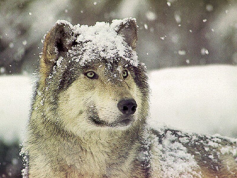 Wolf in Snow — White, Calm, Winter, Photograph, Forest