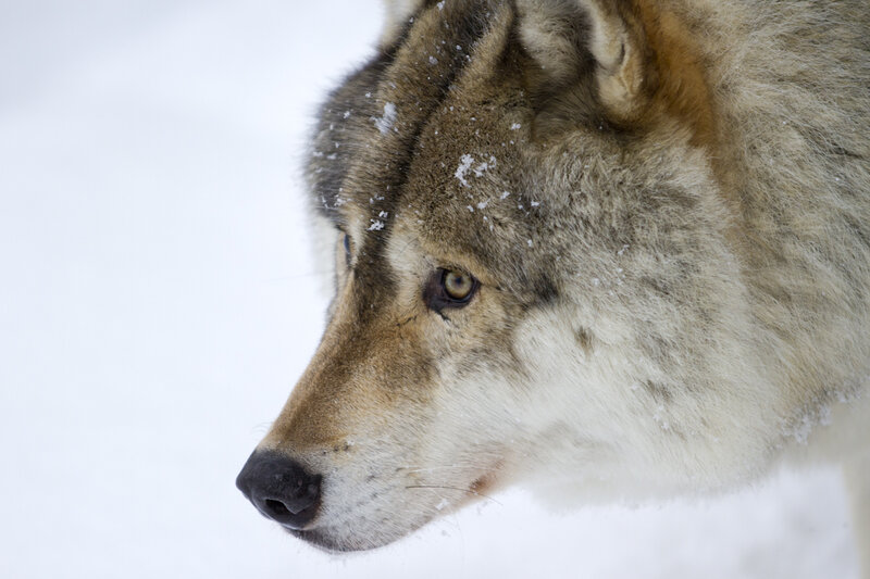 Wolf in Snow — White, Calm, Winter, Photograph, Fur