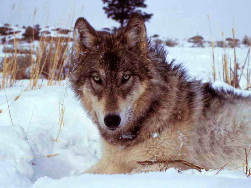 Wolf in Snow — White, Calm, Winter, Photograph, Grass