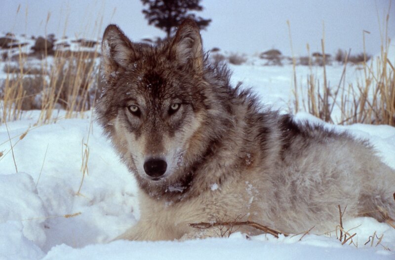 Wolf in Snow — White, Calm, Winter, Photograph, Grass, Tree