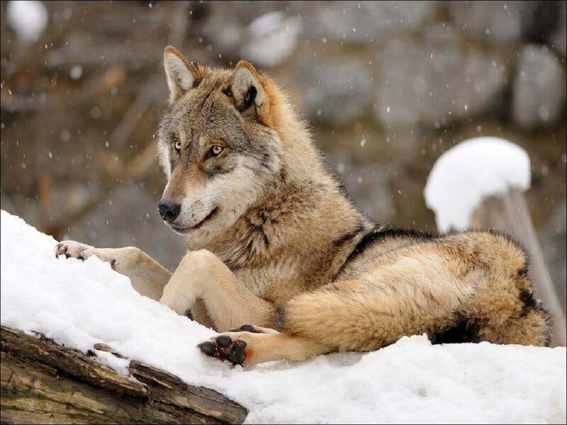 Wolf in Snow — White, Calm, Winter, Photograph, Log