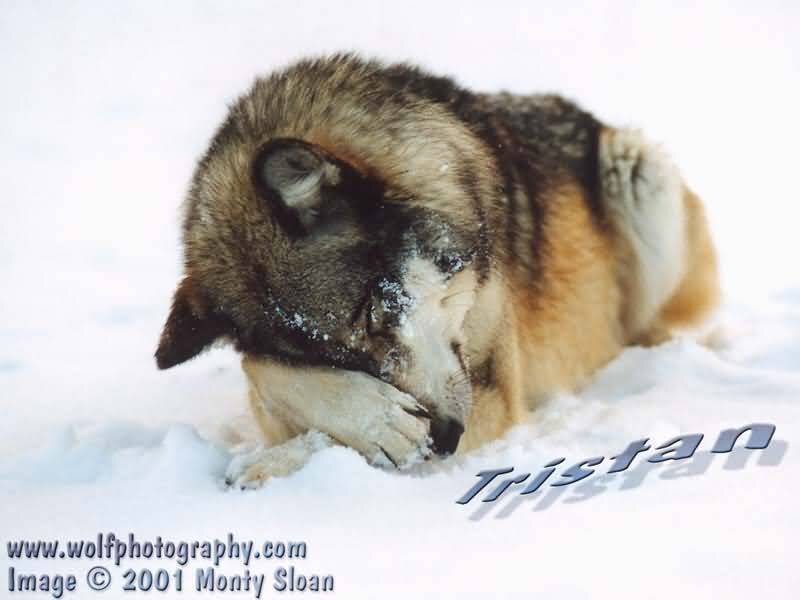 Wolf in Snow — White, Calm, Winter, Photograph, Paw