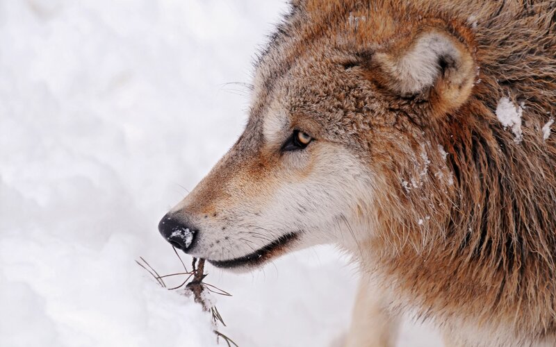 Wolf in Snow — White, Calm, Winter, Photograph, Pine Needle