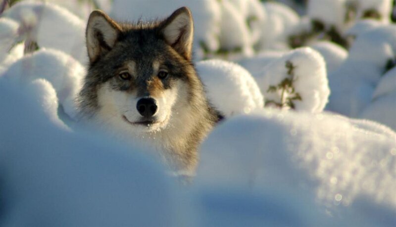 Wolf in Snow — White, Calm, Winter, Photograph, Plants