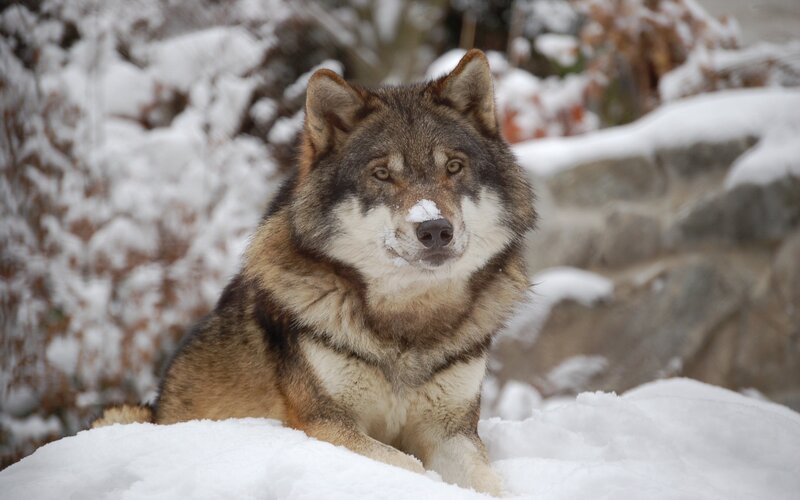 Wolf in Snow — White, Calm, Winter, Photograph, Rocks