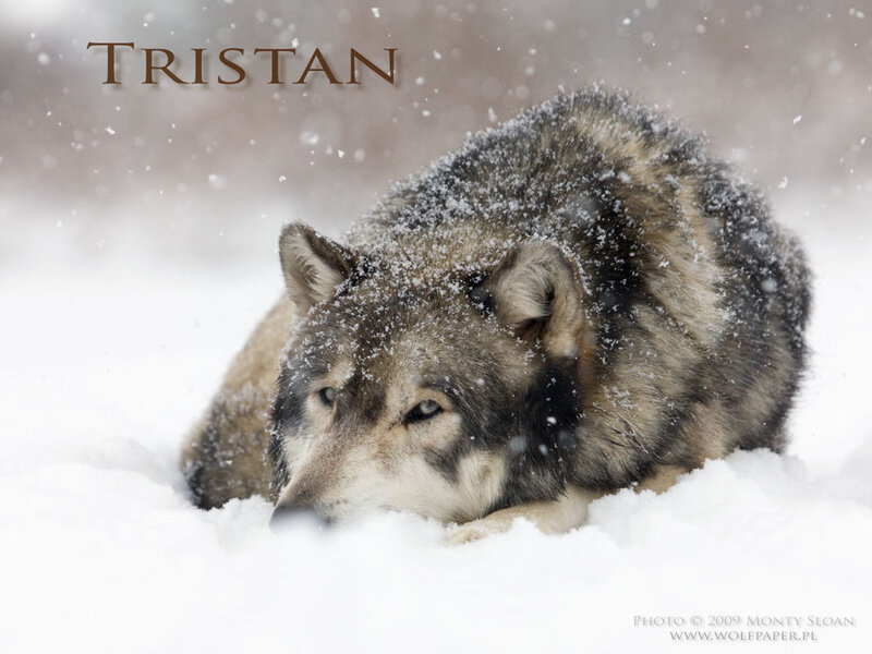 Wolf in Snow — White, Calm, Winter, Photograph, Text