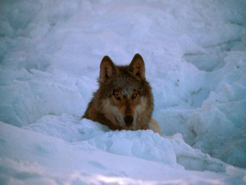 Wolf in Snow — White, Calm, Winter, Photograph