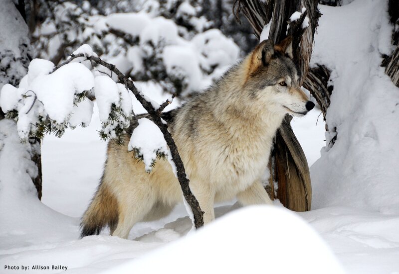 Wolf in Snow — White, Calm, Winter, Photograph, Tree, Branch