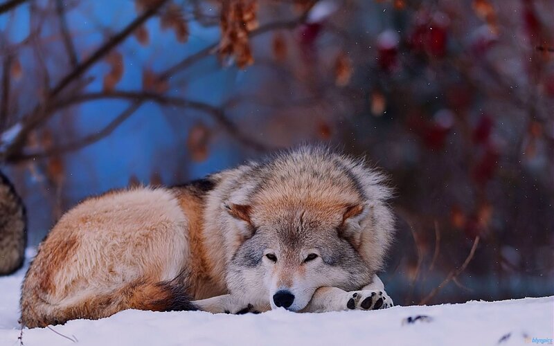 Wolf in Snow — White, Calm, Winter, Photograph, Tree Branches, Red Berries