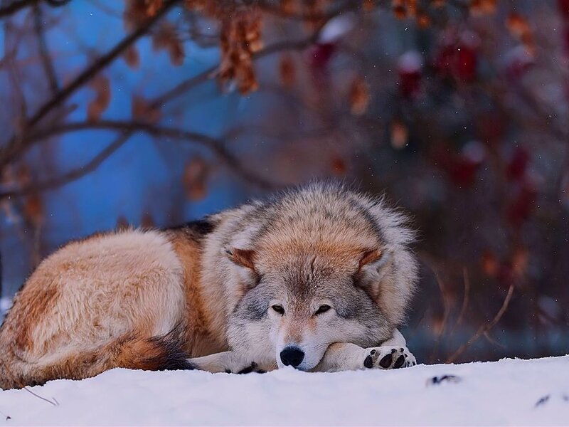 Wolf in Snow — White, Calm, Winter, Photograph, Tree Branches