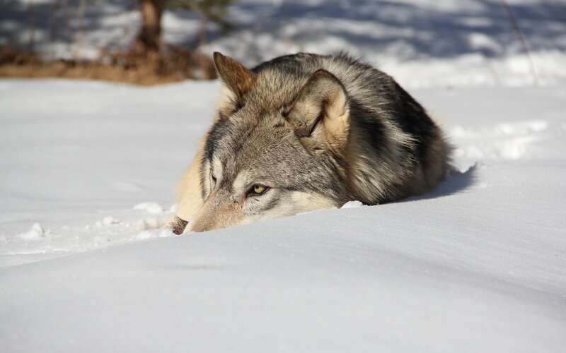 Wolf in Snow — White, Calm, Winter, Photograph, Tree, Forest