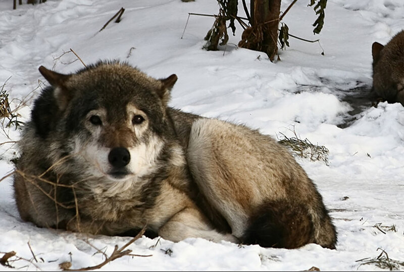 Wolf in Snow — White, Calm, Winter, Photograph, Tree, Grass