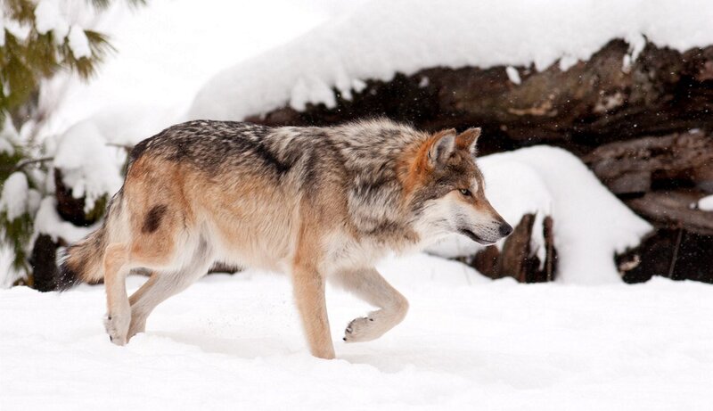 Wolf in Snow — White, Calm, Winter, Photograph, Tree, Log
