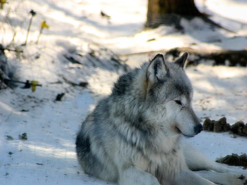 Wolf in Snow — White, Calm, Winter, Photograph, Tree Trunk