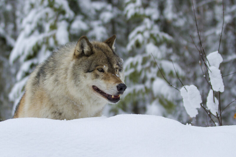 Wolf in Snow — White, Calm, Winter, Photograph, Trees, Branches
