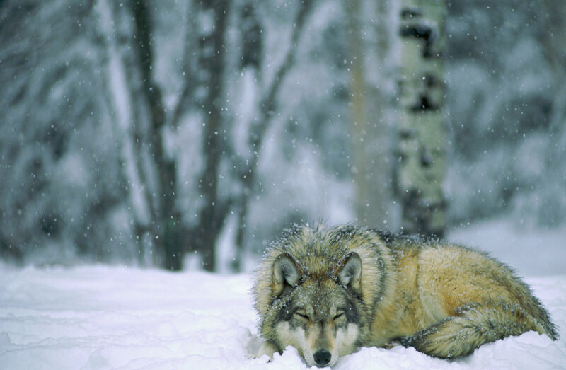 Wolf in Snow — White, Calm, Winter, Photograph, Trees, Forest