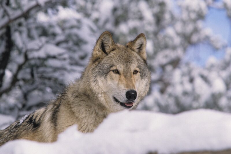 Wolf in Snow — White, Calm, Winter, Photograph, Trees, Sky