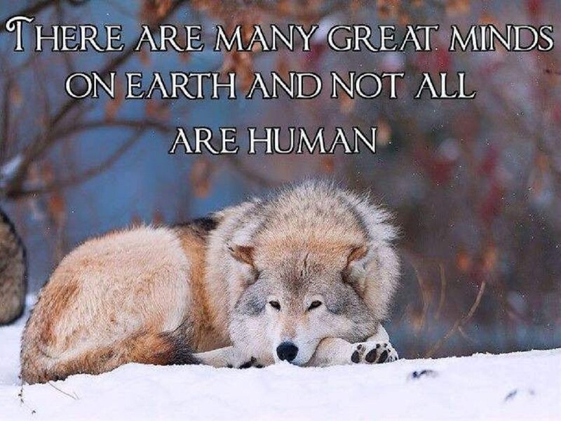 Wolf in Snow — White, Calm, Winter, Photograph, Trees, Text