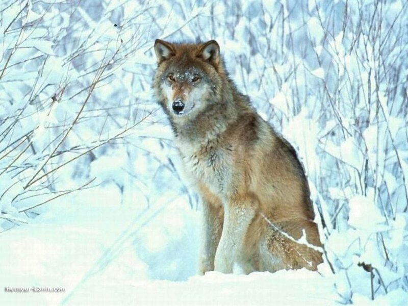 Wolf in Snow — White, Calm, Winter, Photograph, Trees