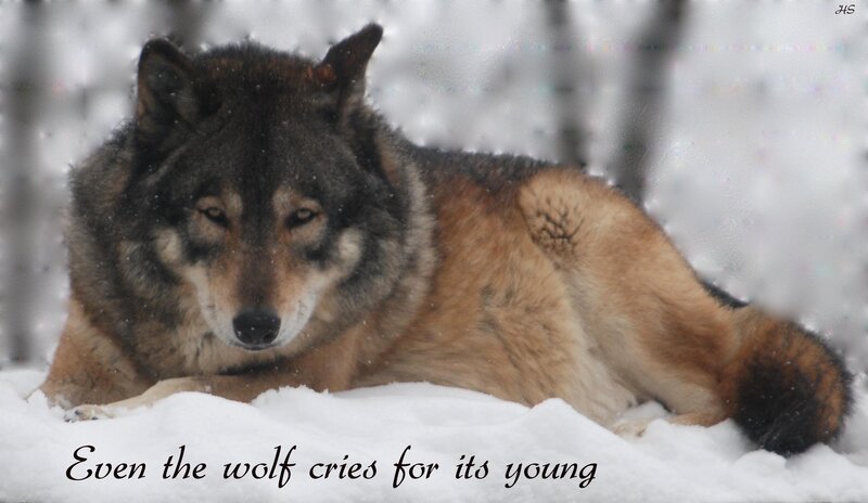 Wolf in Snow — White, Calm, Winter