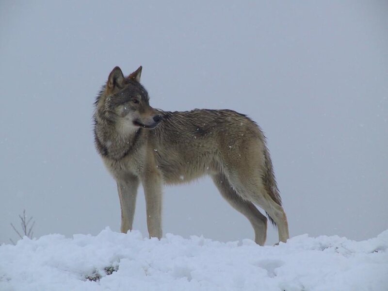 Wolf in Snow — White, Cold