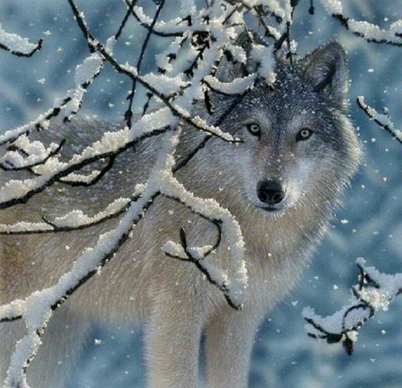 Wolf in Snow — White, Cold, Winter, Photograph, Branches