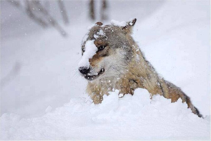 Wolf in Snow — White, Cold, Winter, Photograph, Forest