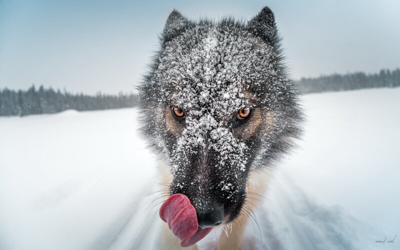 Wolf in Snow — White, Cold, Winter, Photograph, Forest, Tongue