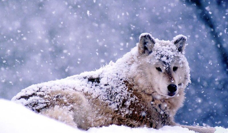 Wolf in Snow — White, Cold, Winter, Photograph