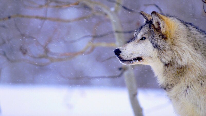 Wolf in Snow — White, Cold, Winter, Photograph, Trees, Branches