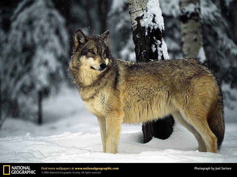 Wolf in Snow — White, Cold, Winter, Photograph, Trees, Forest, Brown, Black