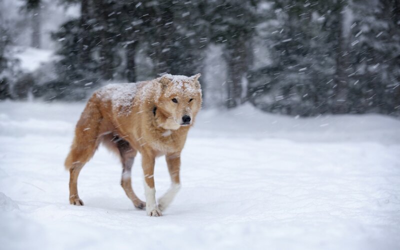 Wolf in Snow — White, Cold, Winter, Photograph, Trees, Forest, Brown