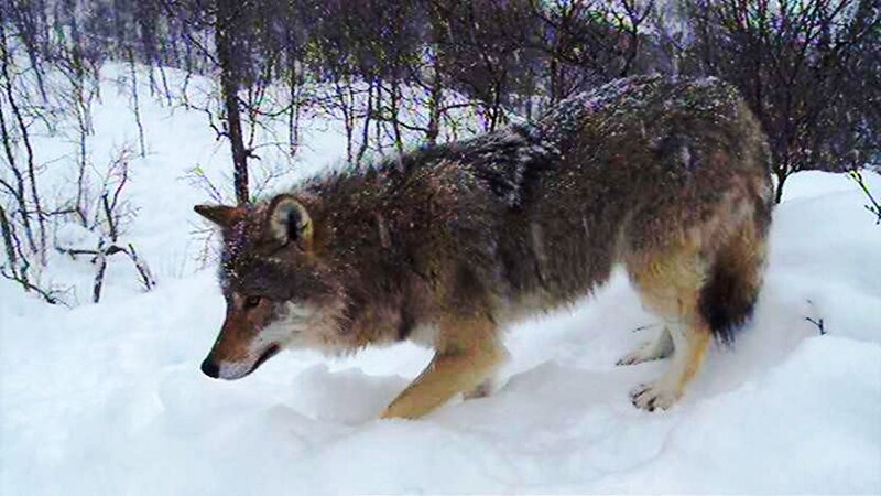 Wolf in Snow — White, Cold, Winter, Photograph, Trees, Forest