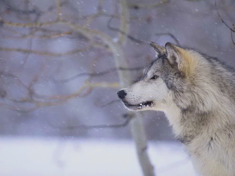 Wolf in Snow — White, Cold, Winter, Photograph, Trees