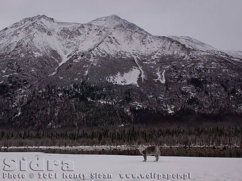 Wolf in Snow — White, Cold, Winter
