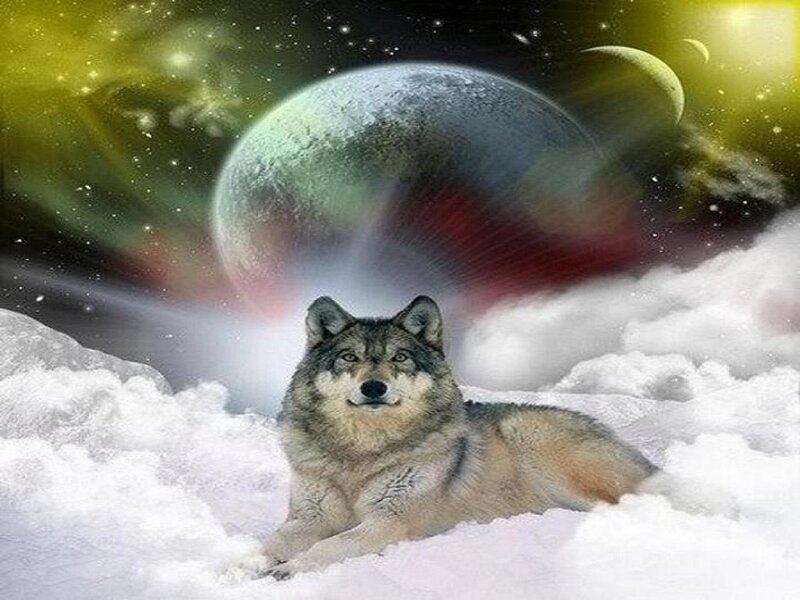 Wolf in Snow — White, Dramatic, Night