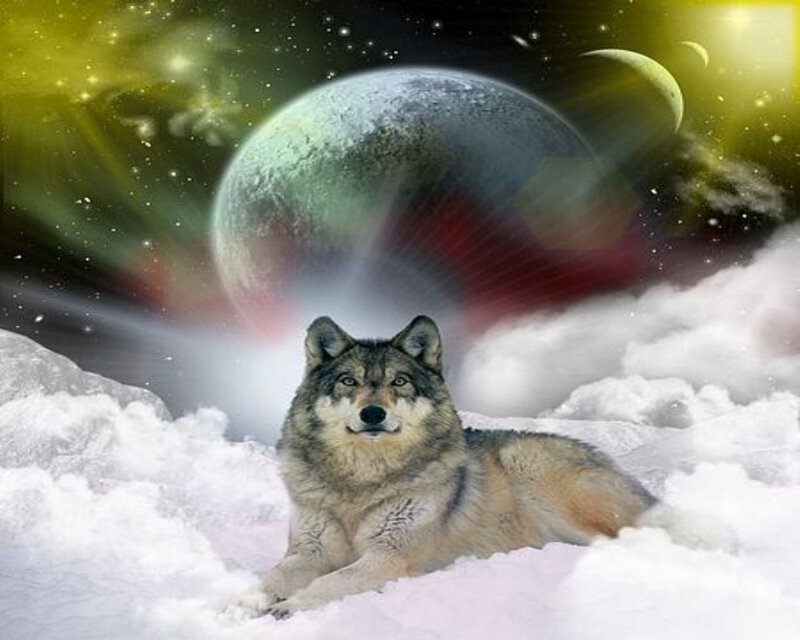 Wolf in Snow — White, Dramatic