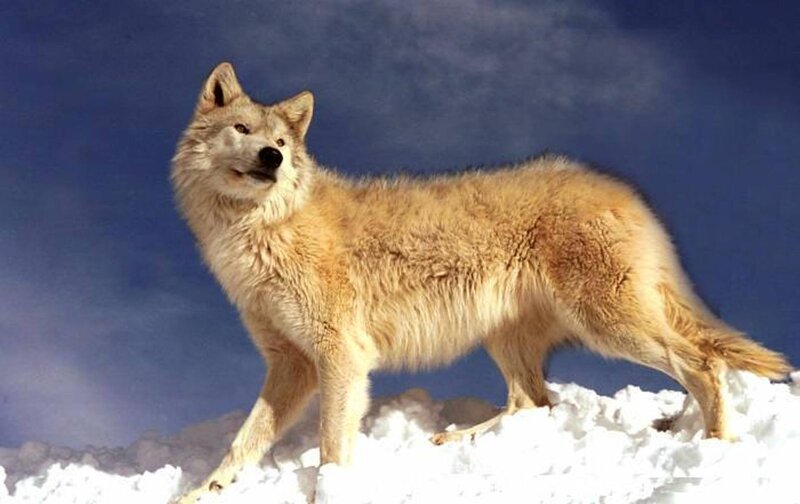 Wolf in Snow — White, Dramatic, Winter, Photograph, Sky