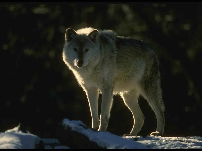 Wolf in Snow — White, Dramatic, Winter, Photograph