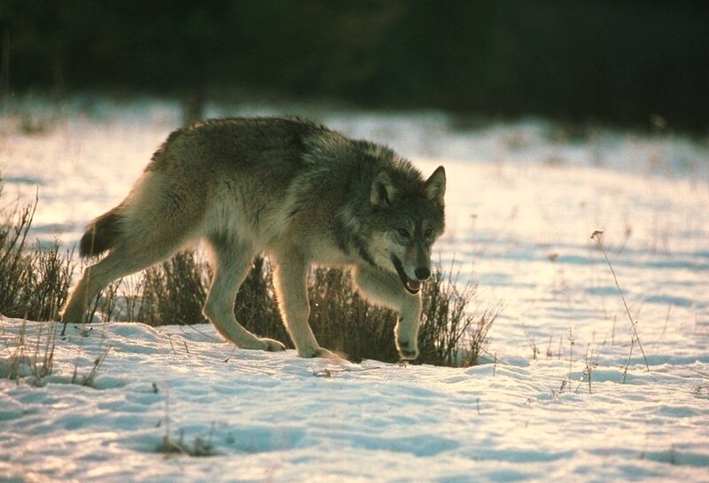 Wolf in Snow — White, Dramatic, Winter