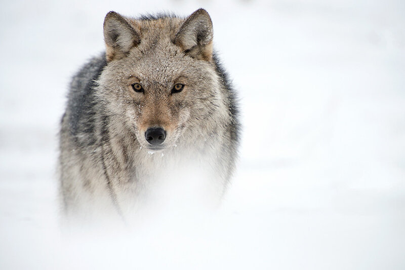 Wolf in Snow — White, Intense
