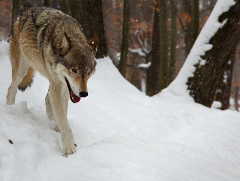 Wolf in Snow — White, Natural