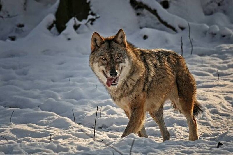 Wolf in Snow — White, Natural, Winter, Photograph, Forest