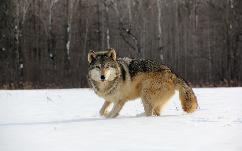 Wolf in Snow — White, Natural, Winter, Photograph